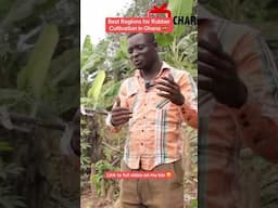 The Best Region for Cultivating Rubber in Ghana 🇬🇭 #foryou #shortsfeed #rubber #rubberfarming