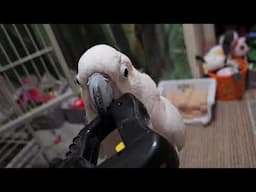 A Cockatoo At 5 AM
