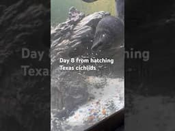 Day 8 #shortvideo #petsunited #shortsfeed #yt  #shorts #fish