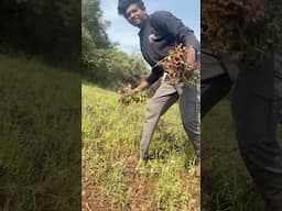 Groundcoconut🥜 Podunga Porom 😍🔥| Vivasayam 🌾 @PsychoTravellerz_PTF #shorts #short