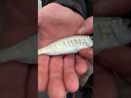 Fish ID test