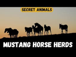 🐎 Uncovering the Secrets of Mustang Horse Herds | Behavior & Social Structure 🌾