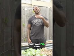 Grow Endless Salad  Zone 9 Planting Secrets for Non Stop Greens!