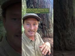 Maintaining Ecological Complexity in a Managed Forest through Ecoforestry
