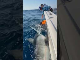 Massive 1800lb Great White Shark