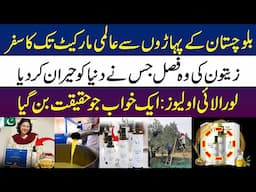 Loralai Olives: Pakistan's First Olive Oil Brand Recognized Globally | Special Report