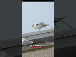 CRAZY RARE Bird Found in Milwaukee, WI!