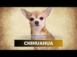Chihuahua - Full History