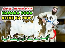 Hamara First SODA with BARGAINING in Jameel Memon | Al Haq Cattle Farm | Cattle Market Karachi