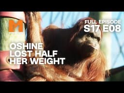 Oshine Lost Half Her Weight | Season 17 Episode 8 | Full Episode | Monkey Life