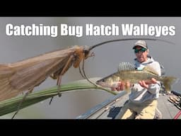 Bug Hatch Walleyes