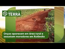 Onças aparecem em área rural e assustam moradores em Rolândia | Negócios da Terra (05/06/2025)