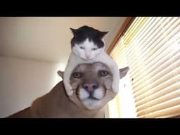 Nature Said ‘No Rules’ and the Cat Agreed 🐱 Awesome Friendship