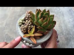 MISCONCEPTION 1 - DIRECT SUNLIGHT | SUCCULENT CARE TIPS