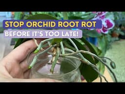 How to Save a Wilted Orchid
