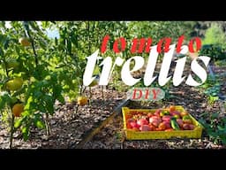 3 Ways to Trellis Tomatoes to Fit Your Budget & Ability