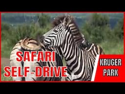 Most Amazing Kruger National Park Wildlife 🦁😍