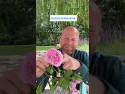 personal growing review of rose  ‘Jasmina’ (Korcentex) bred by @KordesRosenschulen #gardenerben