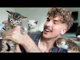Naming My Foster Kittens!