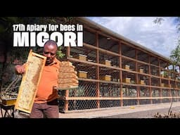 Pollinator Paradise: How Migori is Leading in the 17th Apiary Revolution