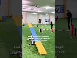 Agility is for everyone! When you get it, your agility dog gets it too