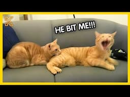 🐾🤯These Animals Speak English Better Than Hooman 💥