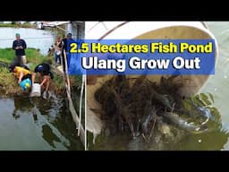2.5 Hectares - Ulang Grow Out, Mabilis lumaki, Mabilis ang Harvest
