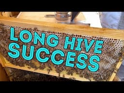 Long Hive Success; 3rd Attempt at Keeping Honey Bees in a Long Hive