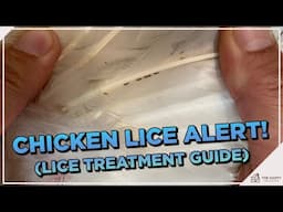 How To Identify, Treat, and Prevent Chicken Lice