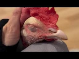 Dinner chicken melts for woman who saved her