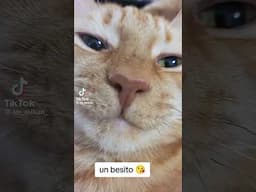 un besito 😘 de Tadeo