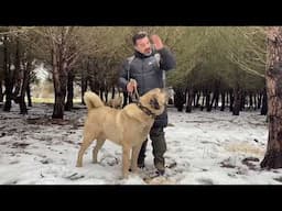 真正的卡昂加尔牧羊犬应该 什么样子？| 品种标准解析