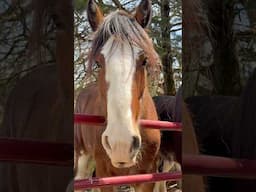 THE BEST Natural Fly Control For Horses! #spaldinglabs #flypredators #clydesdale #horse #safe