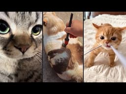Cute and funny CATS.🐱 And Some Just Interesting Moments.😻Videos🔶 Сompilation # 54🔶