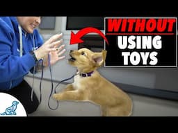 How To Teach Your Puppy To Play Without Biting
