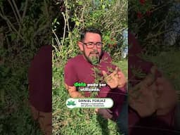 Tá com dor? Essa plantinha do quintal pode ser o anti-inflamatório natural que você procura