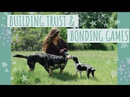 Bond with your Dog Through Games