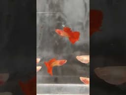 guppy fish ASSRT