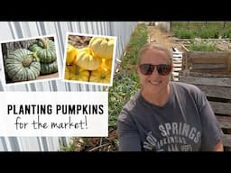 Planting Pumpkins to Sell at the Market - Sunshine and Flora Urban Farm
