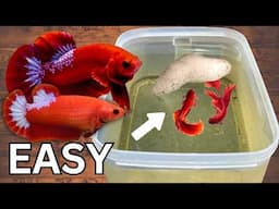 BREEDING Bettas in Tubs! (Full Guide)