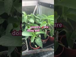 Chilli 🌶️ and sweet peppers 🫑 #allotmentlife #growyourownfood #allotment #chillis