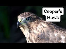 The Unique Call of the Cooper’s Hawk! 🦅
