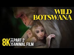 8K HDR Wild Botswana - Narrated Documentary - Amazing Animal World of South Africa - Episode 2