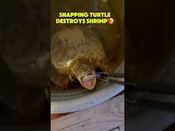 Snapping Turtle DESTROYS Shrimp🍤 #shorts #turtle