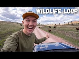 EPIC Wildlife Loop Drive In Custer State Park! Bison & Prairie Dogs!