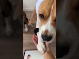 COOKING WITH BEAGLES