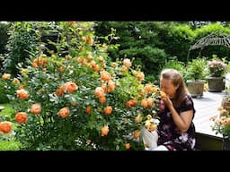 Lady of Shalott Rose, Let's Celebrate it's Blooms!