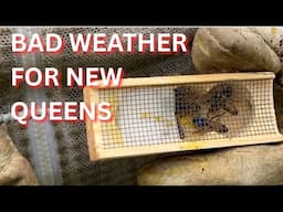 Bad weather for new queens