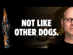 The One Doberman Trait That No Other Dog Has