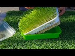 How to grow microgreens  at home (step-by-step Guide)